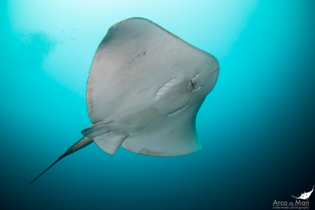 Photo Credit: Arco de Man