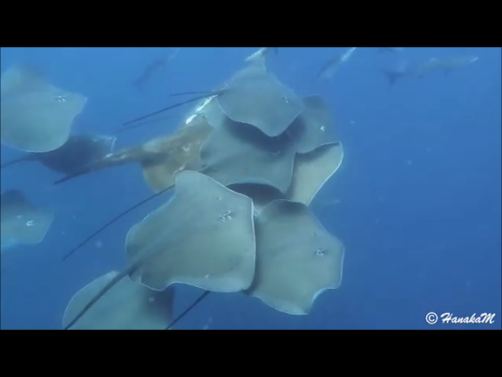 Photo Credit: Deep Sea Divers, Cairns