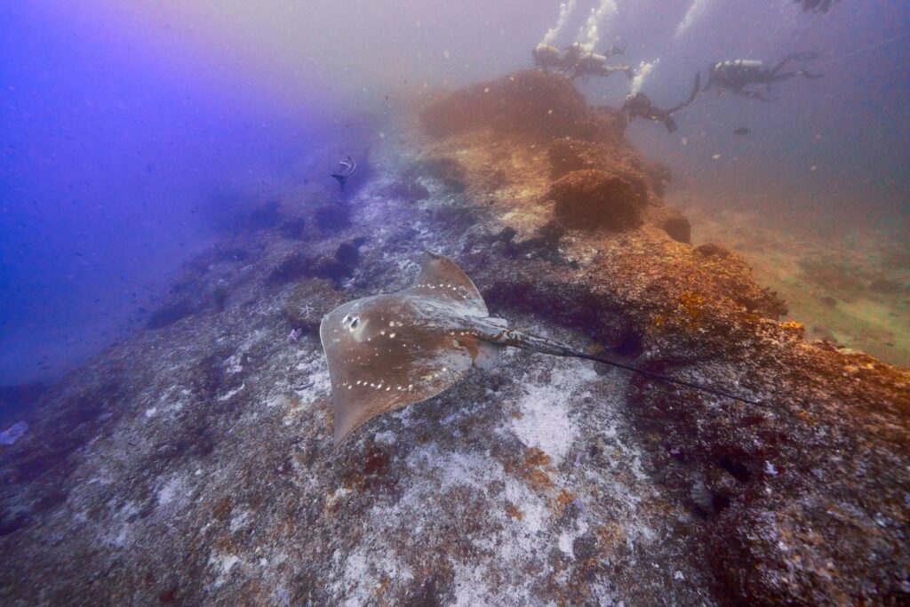 Smalleye stingray
